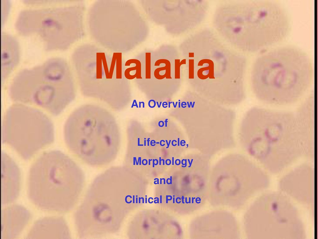 Буквы малярия. Malaria группа. Malaria логотип game. 'Ppt' malaria presentations. Plasmodium knowlesi.