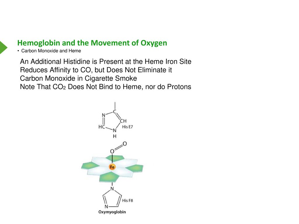 Hemoglobin and the movement of oxygen ppt download