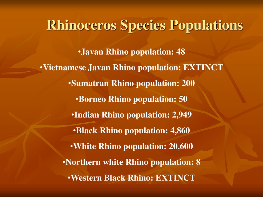 Welcome To Eco-committee’s Assembly on Endangered Rhino’s. - ppt download