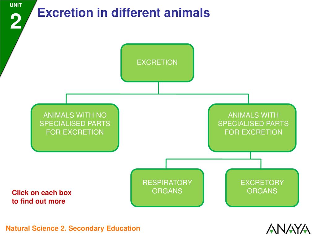 EXCRETION IN DIFFERENT ANIMALS - ppt download