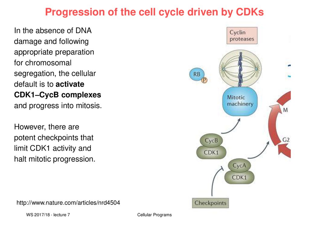 V7: CDK inhibitors Cancer is characterized by aberrant cell cycle ... Biology Diagrams