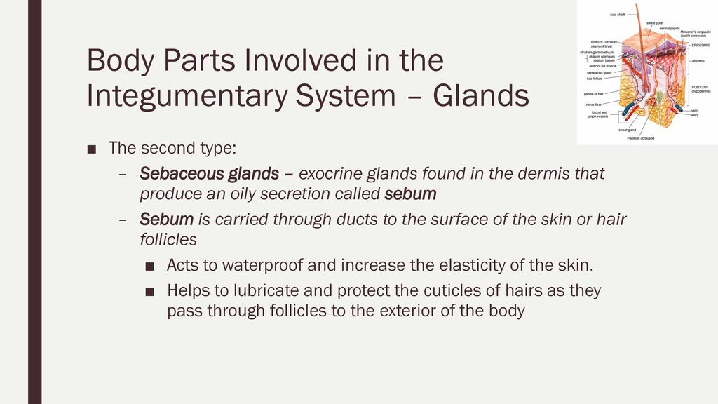 The Integumentary System Ppt Download