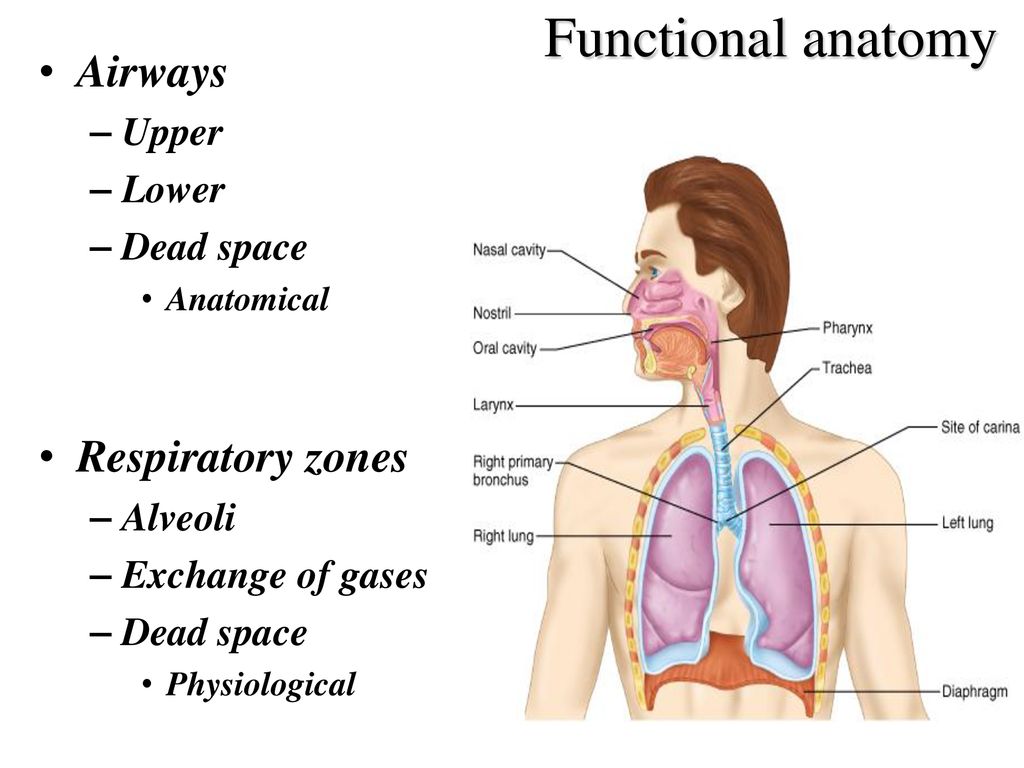 Pathophysiology Of Respiration Mgr Barbora Konecna Phd Ppt Download