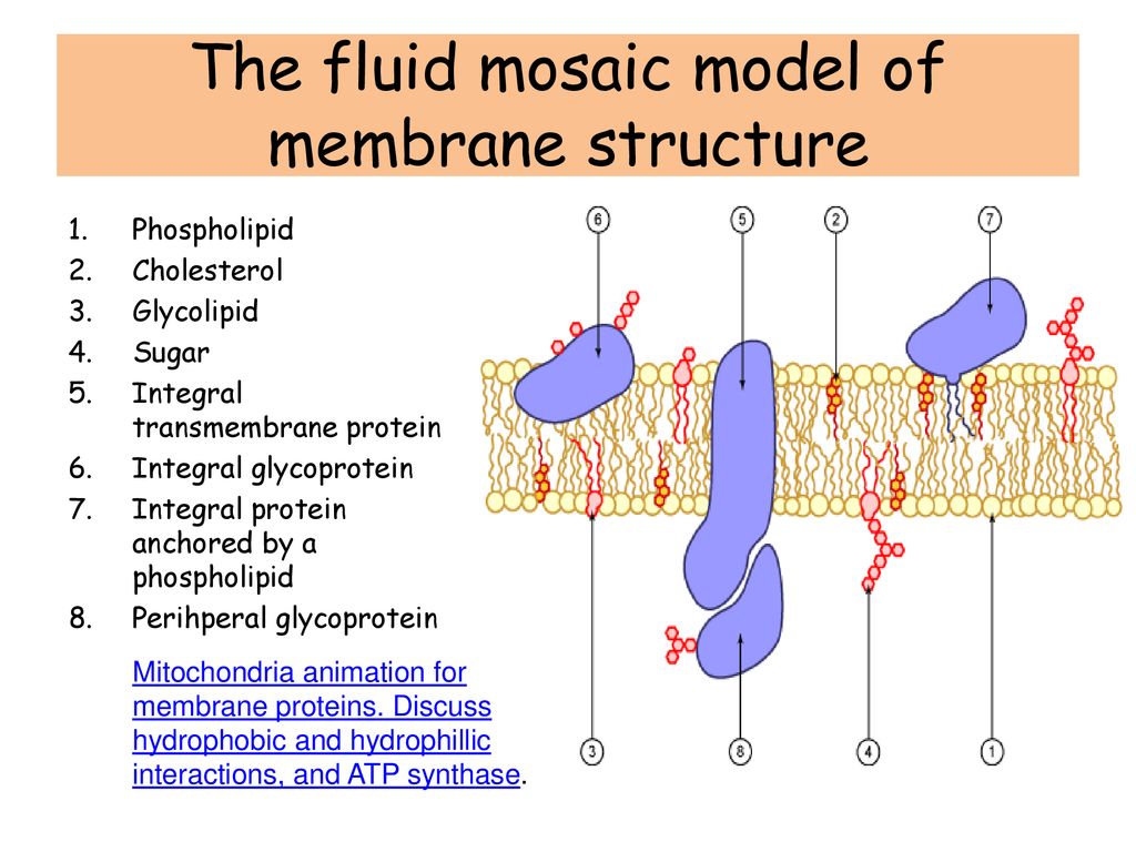 AH Biology: Unit 1 Protein Structure 1 - ppt download