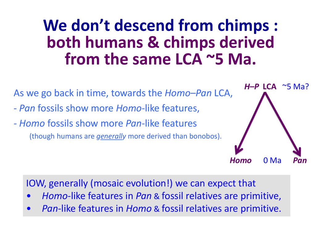 Anthropocentric claims Lee Berger et al ppt download