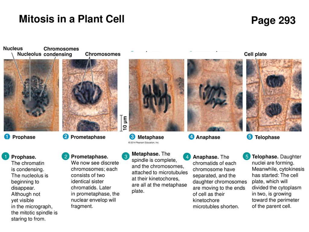 Chapter 12 Mitosis. - ppt download