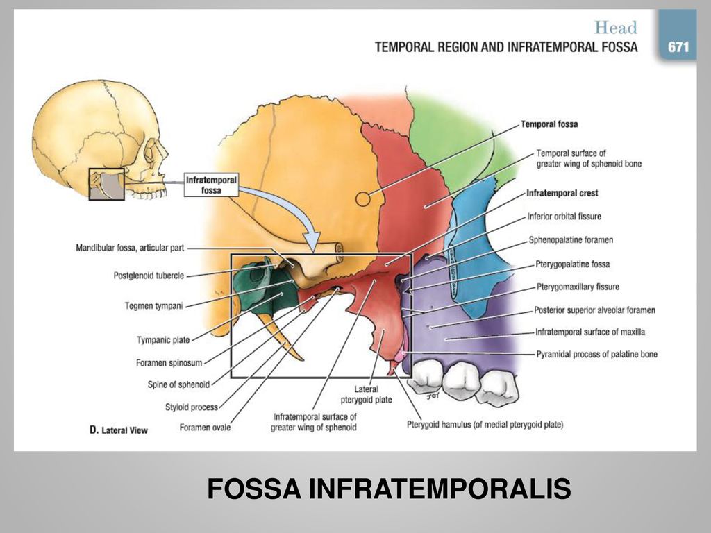 Какие анатомические образования формируют стенки fossa infratemporalis