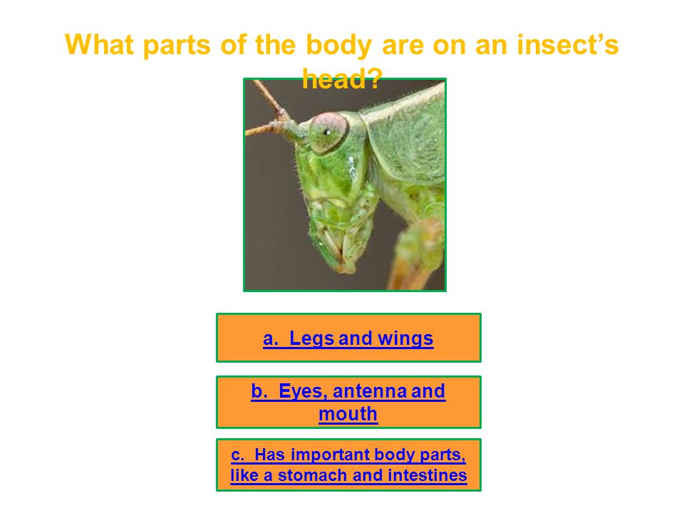 What parts of the body are on an insect’s head