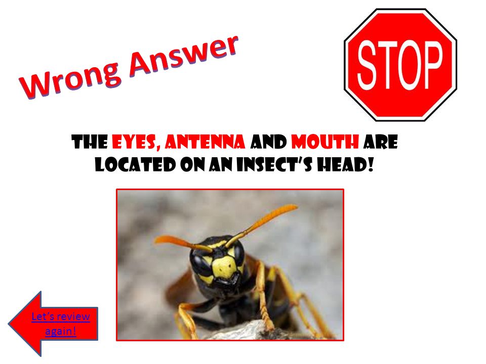 The eyes, antenna and mouth are located on an insect’s head!