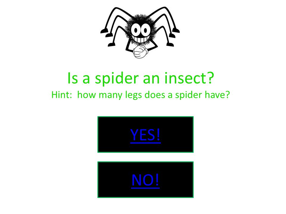 Is a spider an insect Hint: how many legs does a spider have