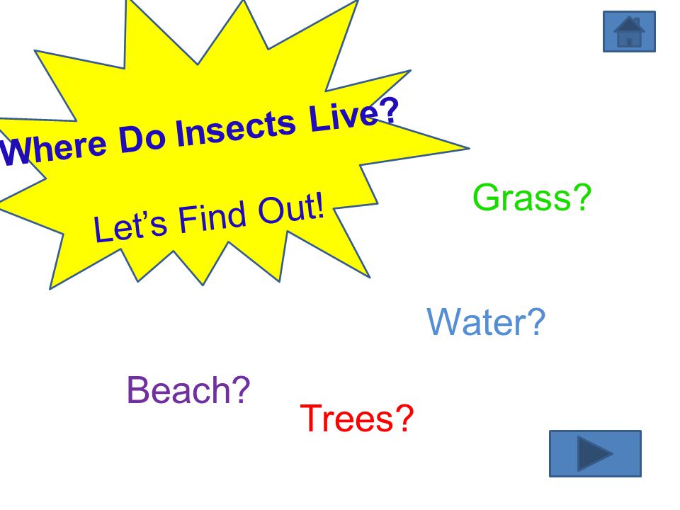 Where Do Insects Live Let’s Find Out! Grass Water Beach Trees