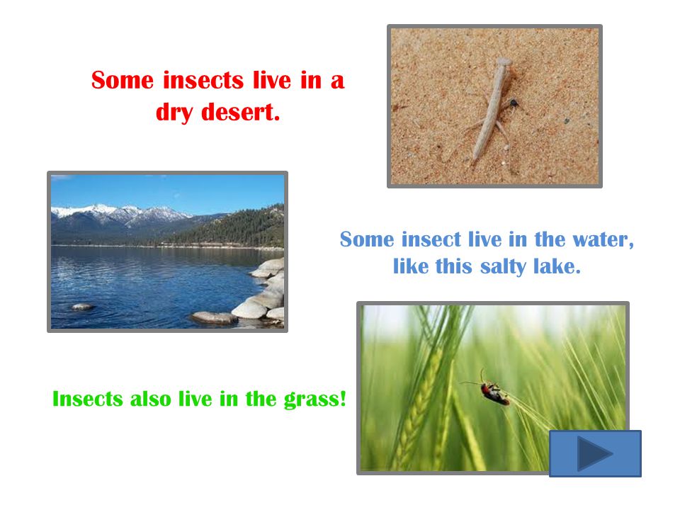 Some insect live in the water,