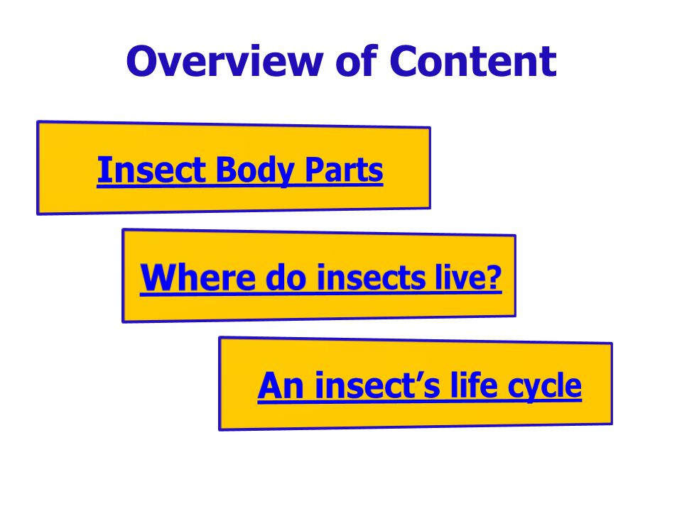 Overview of Content Insect Body Parts Where do insects live