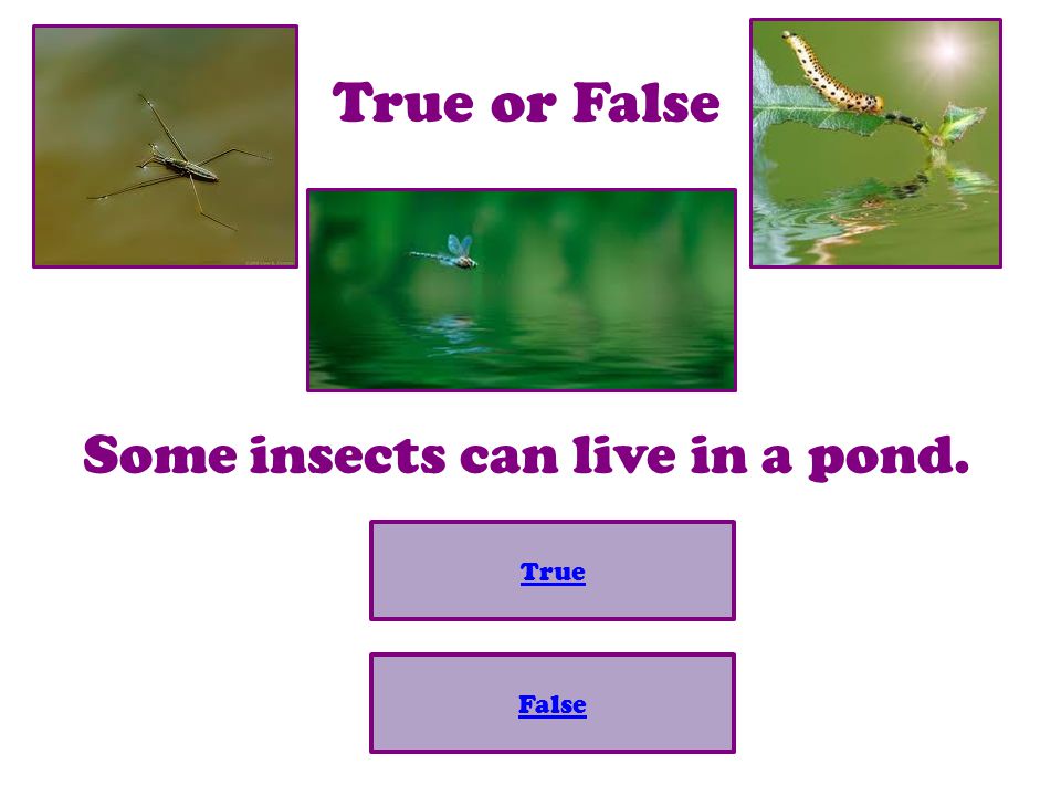 Some insects can live in a pond.