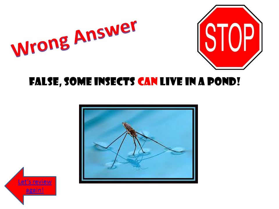 False, some insects can live in a pond!