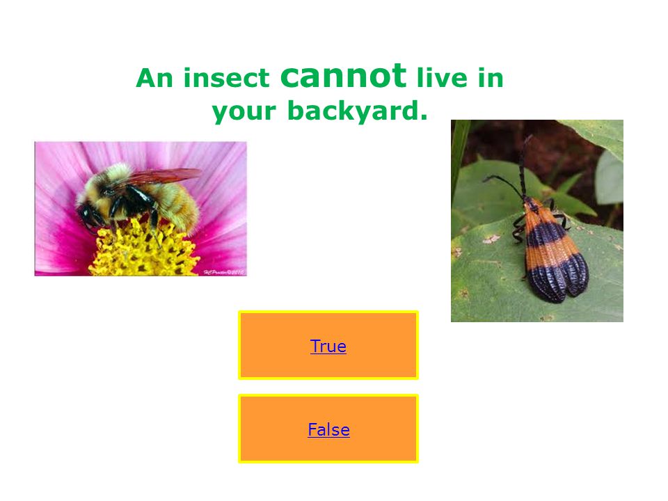 An insect cannot live in your backyard.
