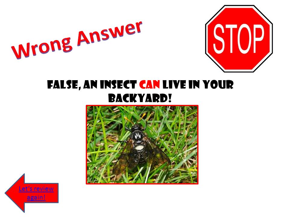 False, An insect can live in your backyard!