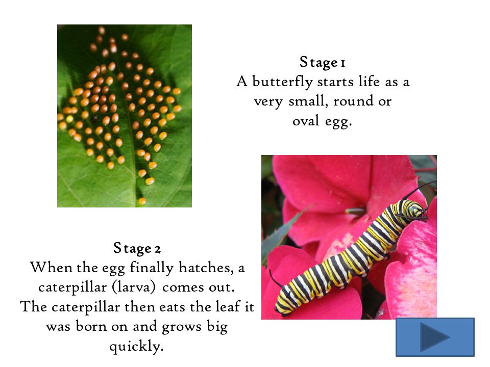A butterfly starts life as a very small, round or oval egg.