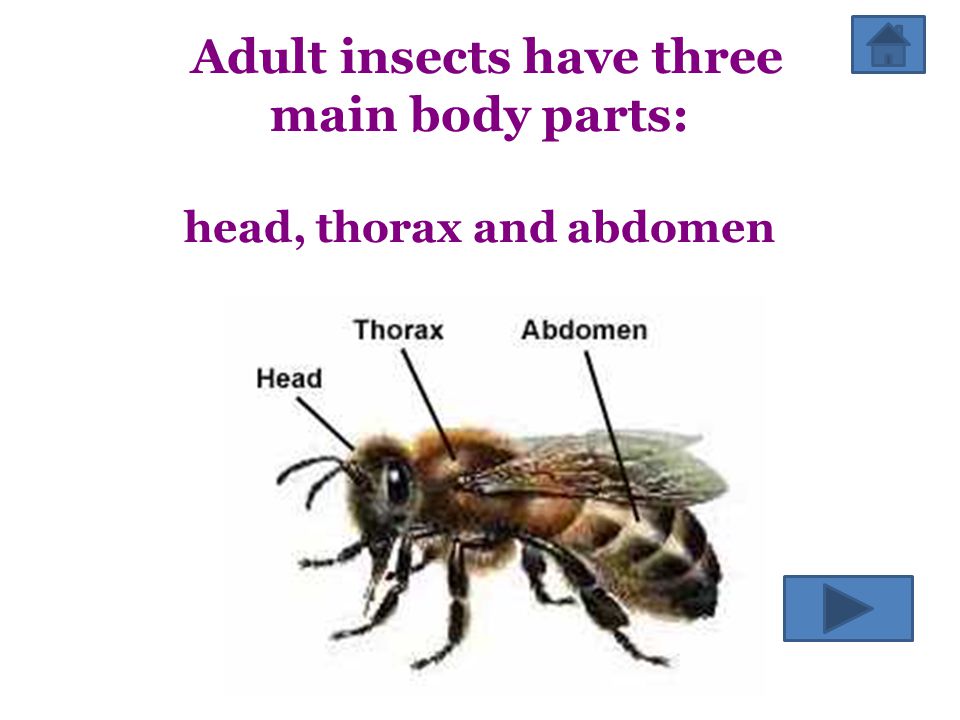 Adult insects have three main body parts: head, thorax and abdomen