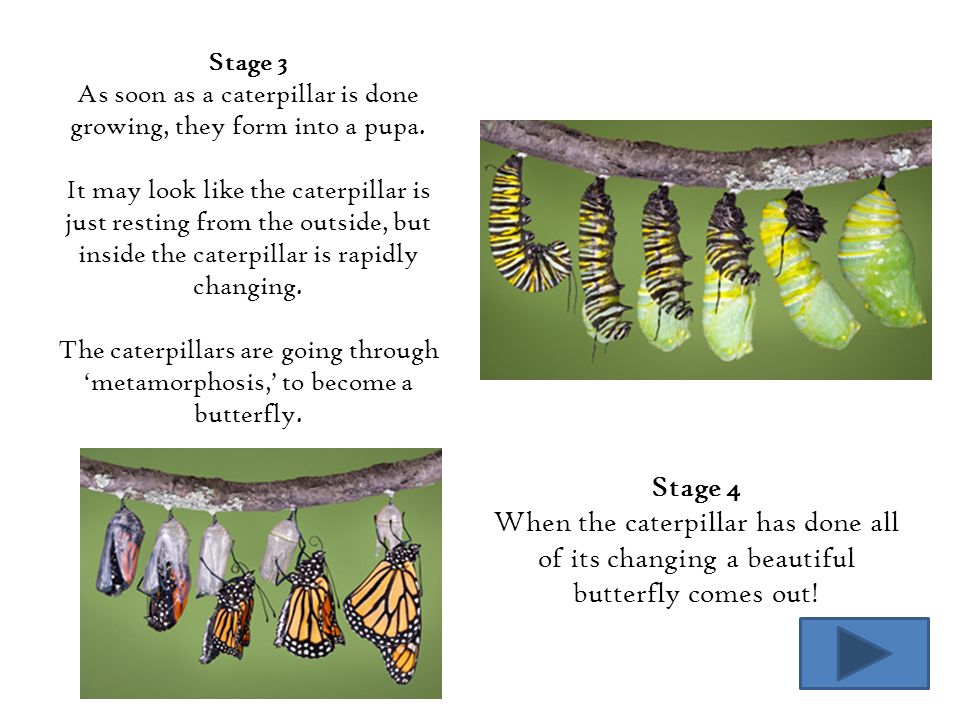 As soon as a caterpillar is done growing, they form into a pupa.
