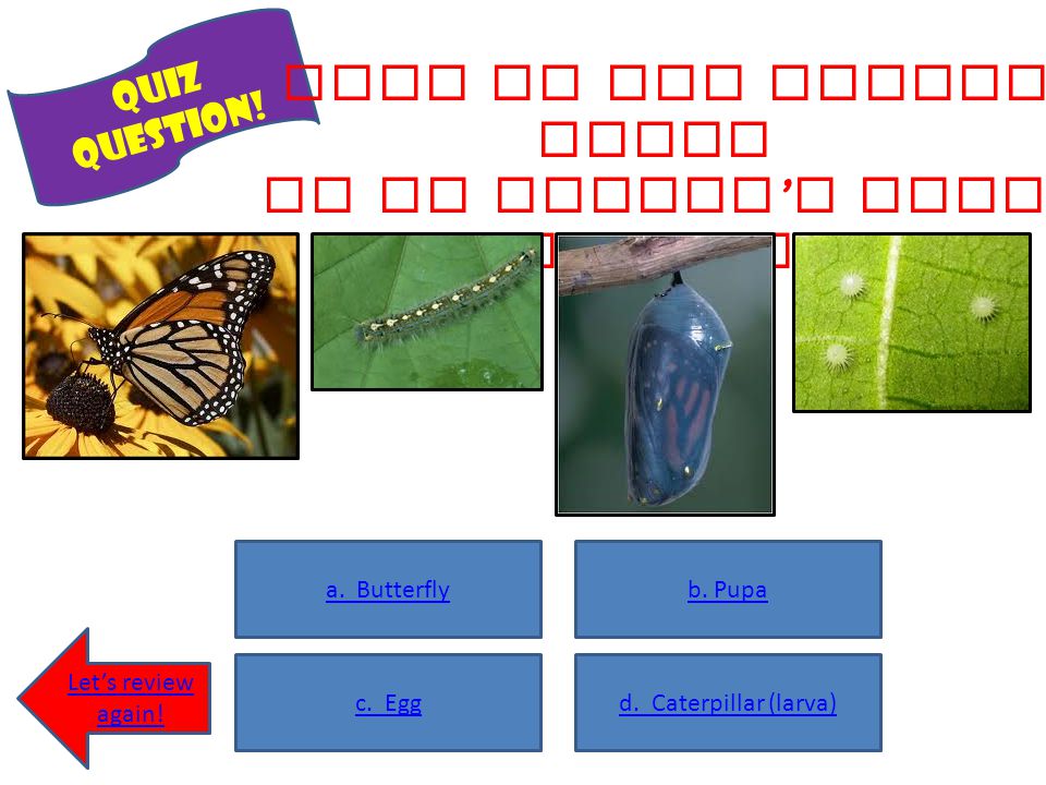What is the second stage in an insect’s life cycle