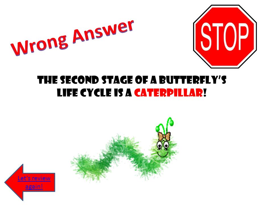 The second stage of a butterfly’s life cycle is a caterpillar!