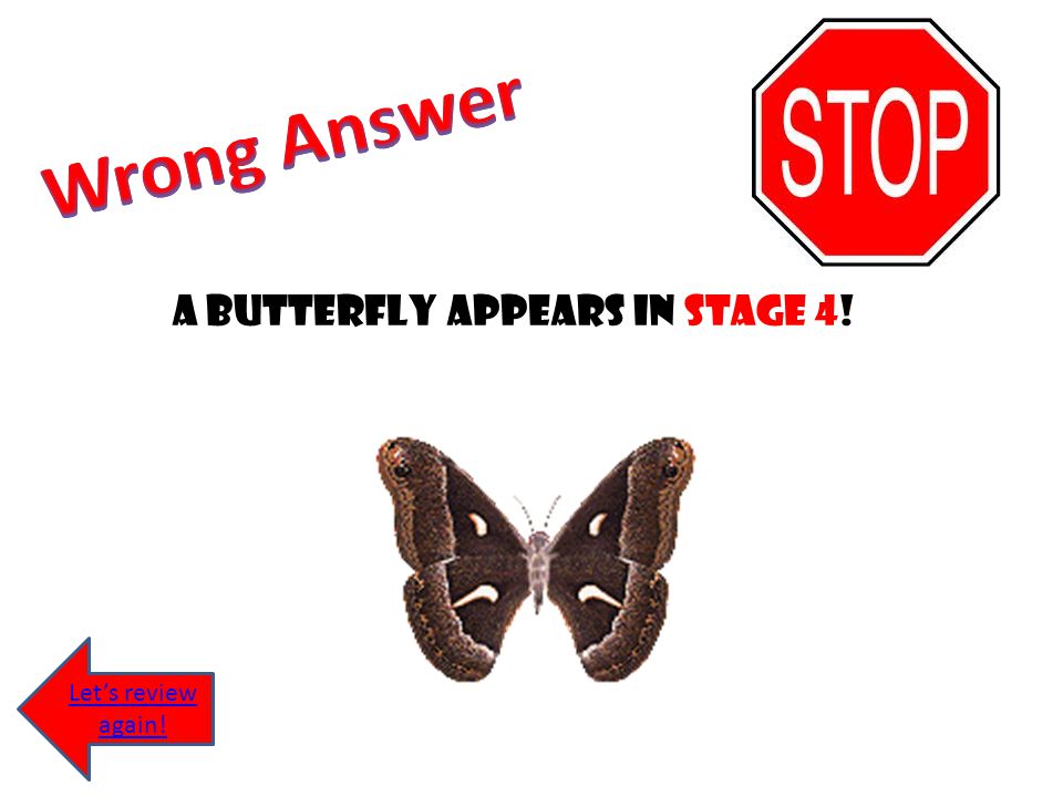A butterfly appears in stage 4!