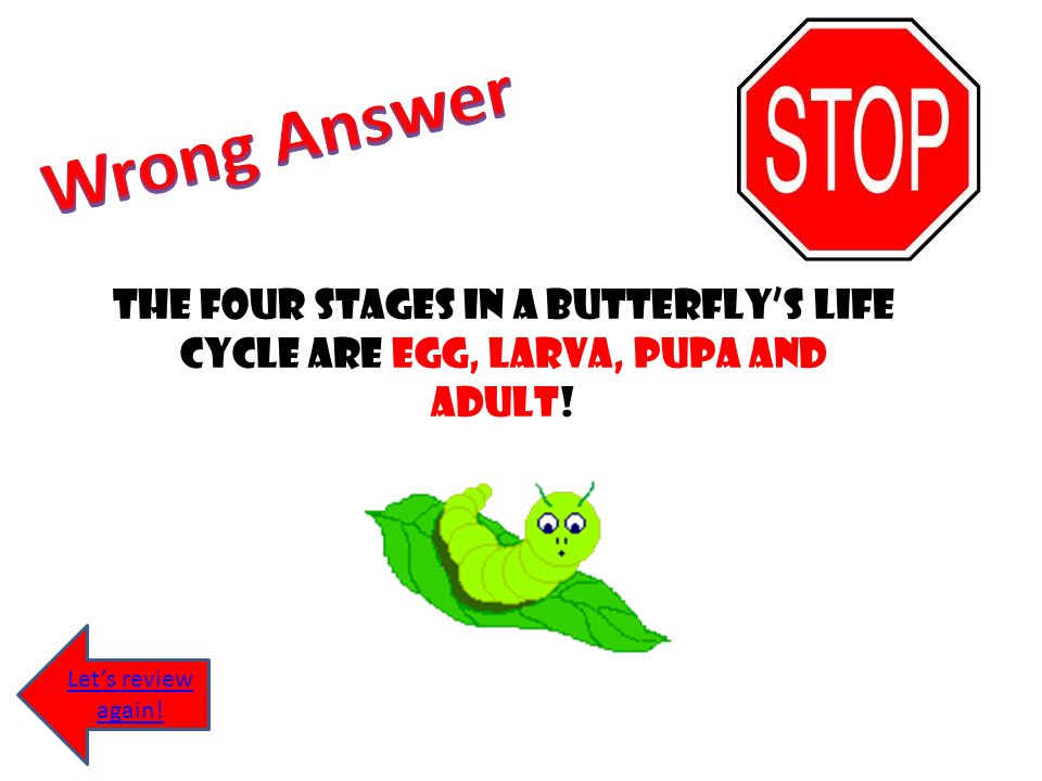 Wrong Answer The four stages in a butterfly’s life cycle are egg, larva, pupa and adult.