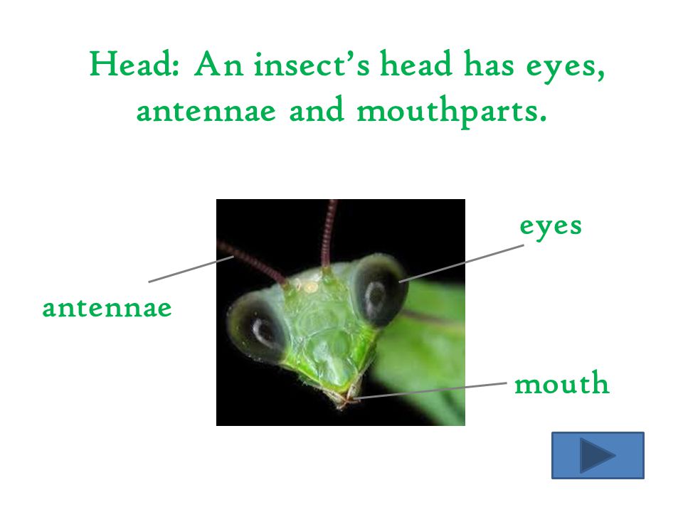 Head: An insect’s head has eyes, antennae and mouthparts.