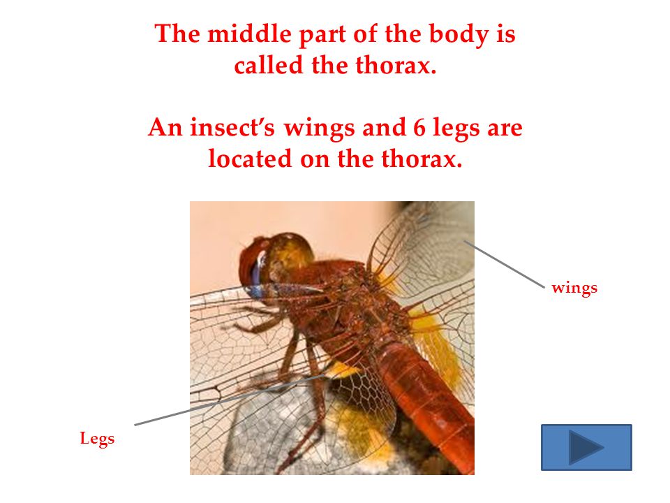 The middle part of the body is called the thorax