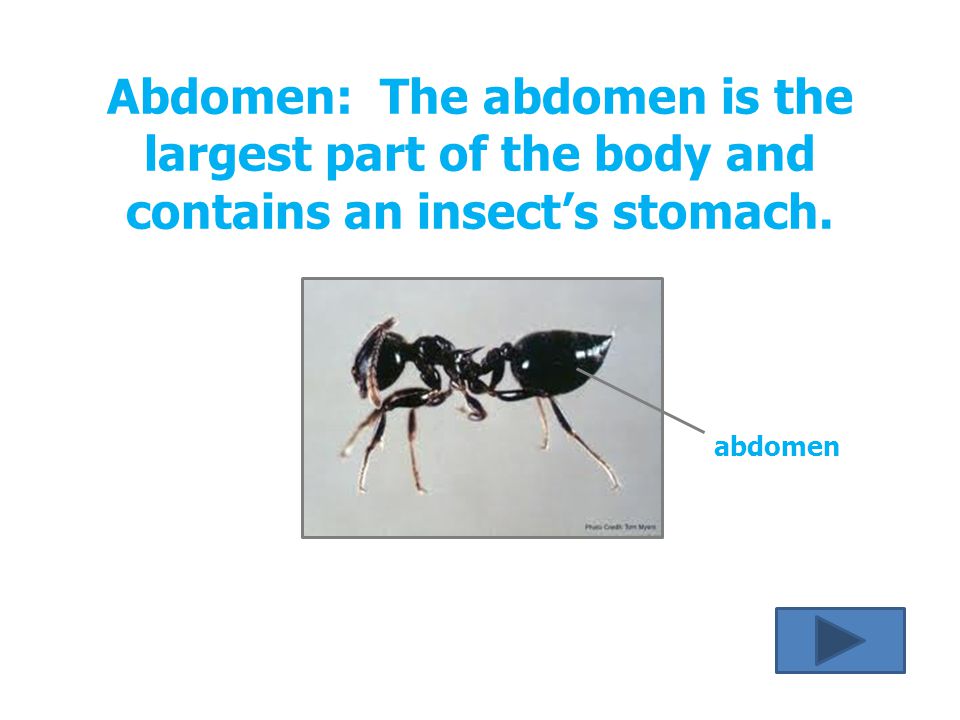 Abdomen: The abdomen is the largest part of the body and contains an insect’s stomach.