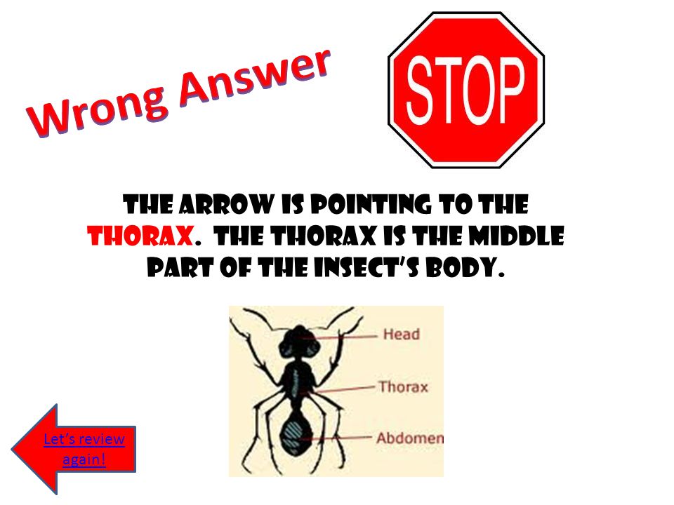 Wrong Answer The arrow is pointing to the thorax. The thorax is the middle part of the insect’s body.