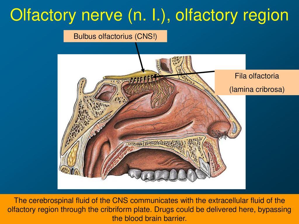 Cranial nerves, Vegetative nervous system - ppt download
