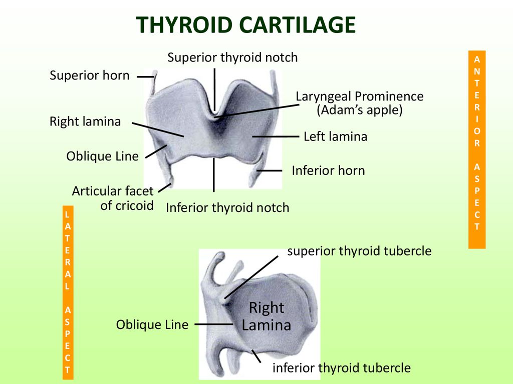 CARTILAGES, JOINTS AND MUSCLES OF THE LARYNX - ppt download