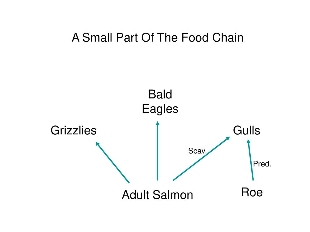 Marine Fish Part ppt download Biology Diagrams