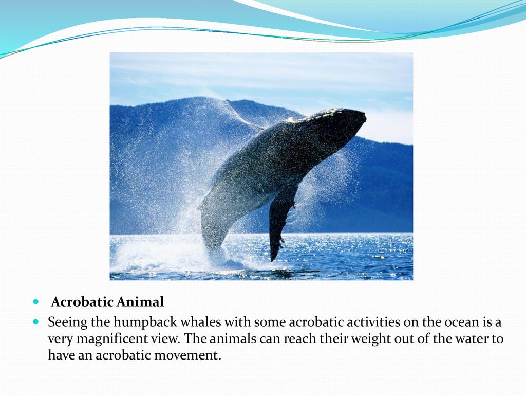 Фото переводчик кита. Информация о ките. Сообщение о ките. Исчезающие виды китов на английском. Кит для презентации.