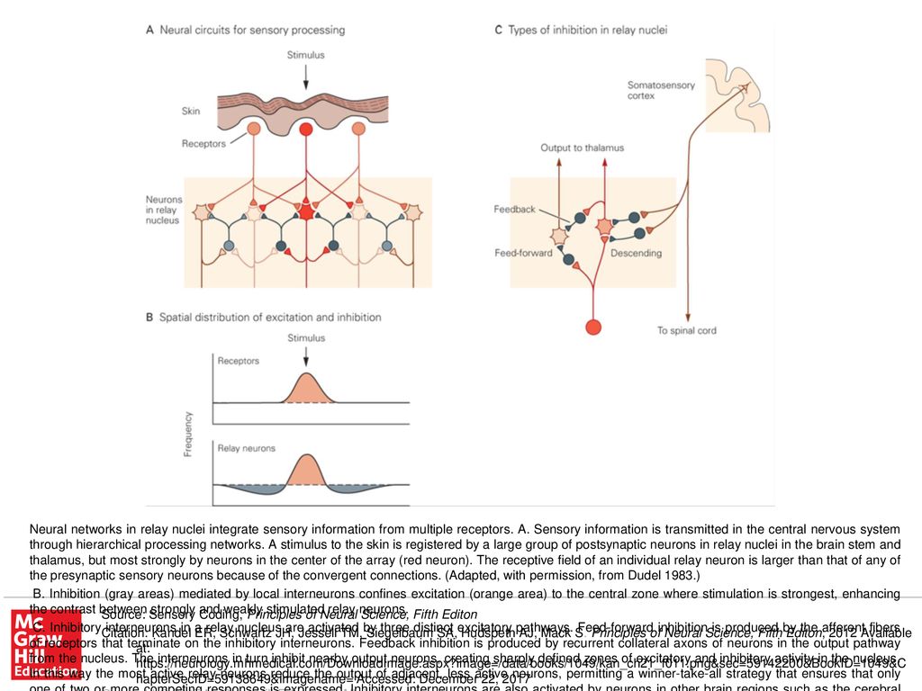C inhibitory interneurons in a relay nucleus are activated by three
