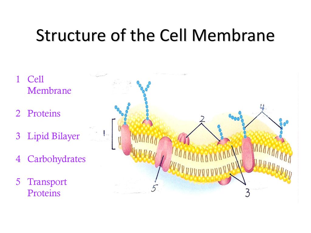 The Cell Membrane Lipids Proteins Also called the plasma membrane ...