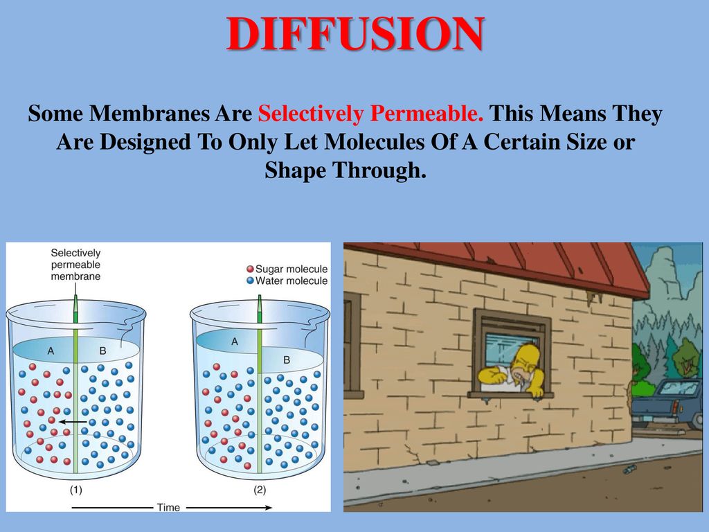 MEMBRANE ACTIVITY Ppt Download membrane-activity-ppt-download
