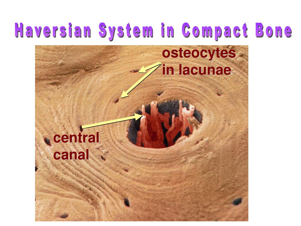 Bones skeletal tissue ppt download