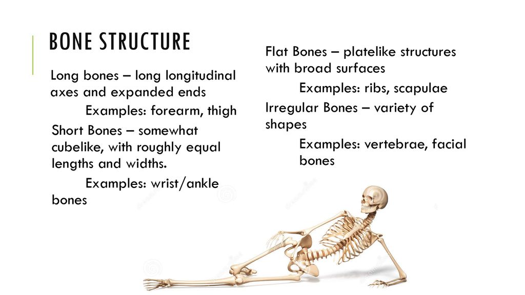 The Skeletal System Ppt Download