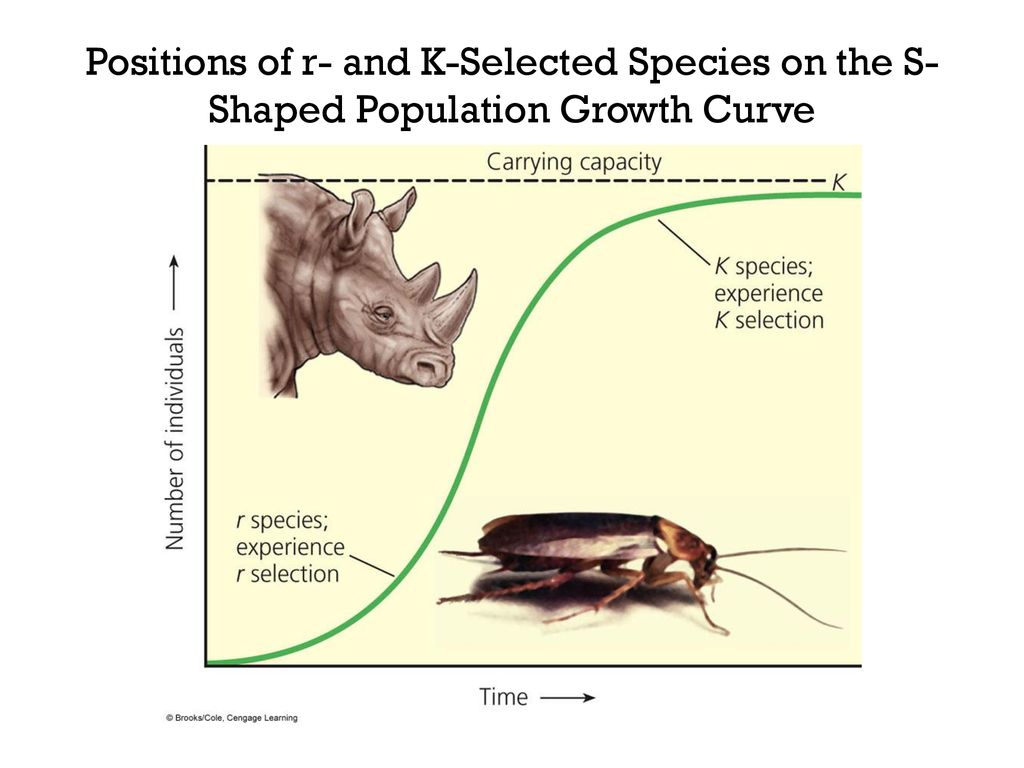 Apes agenda review pop probs hw ppt lecture on growth curves ppt