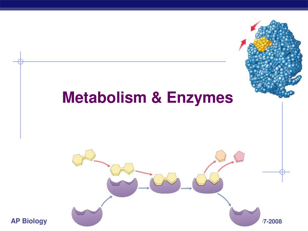 Тест на ферменты. Metabolism Biology. Metabolic Enzyme. Biology enzim. THC metabolic Enzymes.