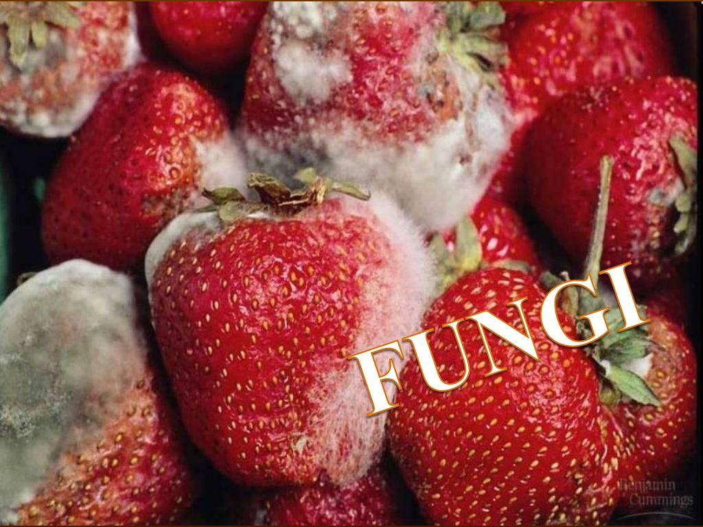 FUNGI. - ppt download