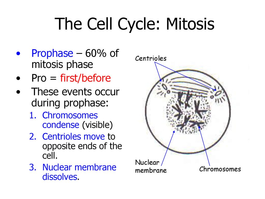 3/13/13 DNA and Cell Division. - ppt download