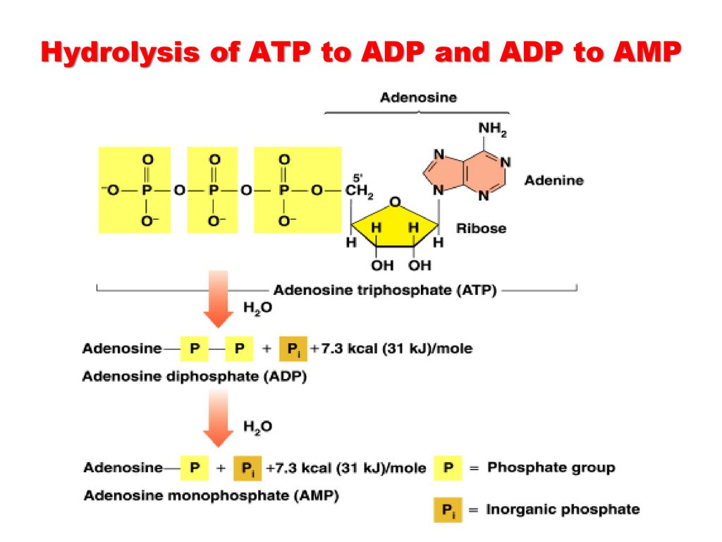 metabolic-pathways-metabolism-and-cell-structure-atp-and-energy-ppt