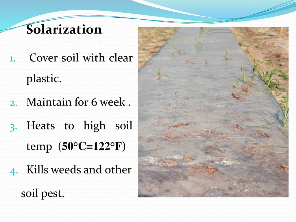 Weed Management Through Soil Solarization Ppt Download