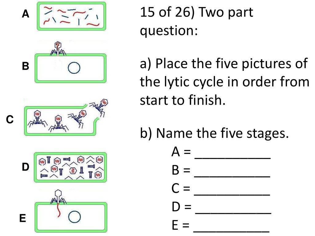 Classification, Virus, Bacteria Challenge - ppt download
