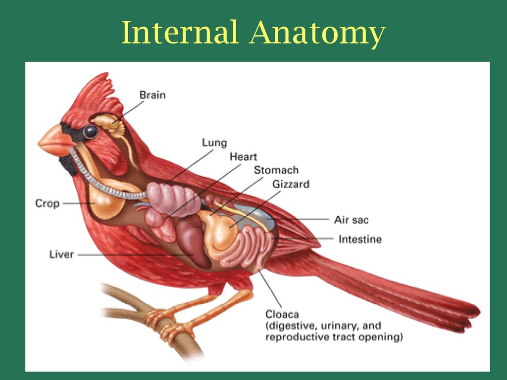 Особенности расположения строения и работы мышц птиц. Мышцы птиц. Анатомия птиц. Мышцы птицы анатомия. Мышечное строение птицы.
