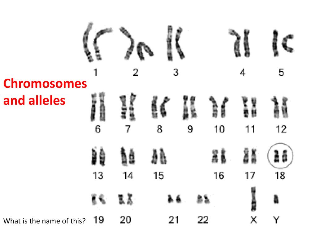 23 хромосомы у человека в клетках. 46,XY нормальный мужской кариотип. Кариотип шимпанзе. Кариотип человека и шимпанзе. Хромосома.